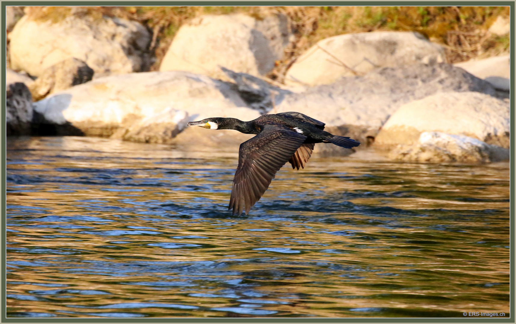 Kormoran Reussinsel 2021-04-26 285 ©