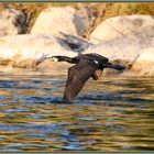 Kormoran Reussinsel 2021-04-26 285 ©