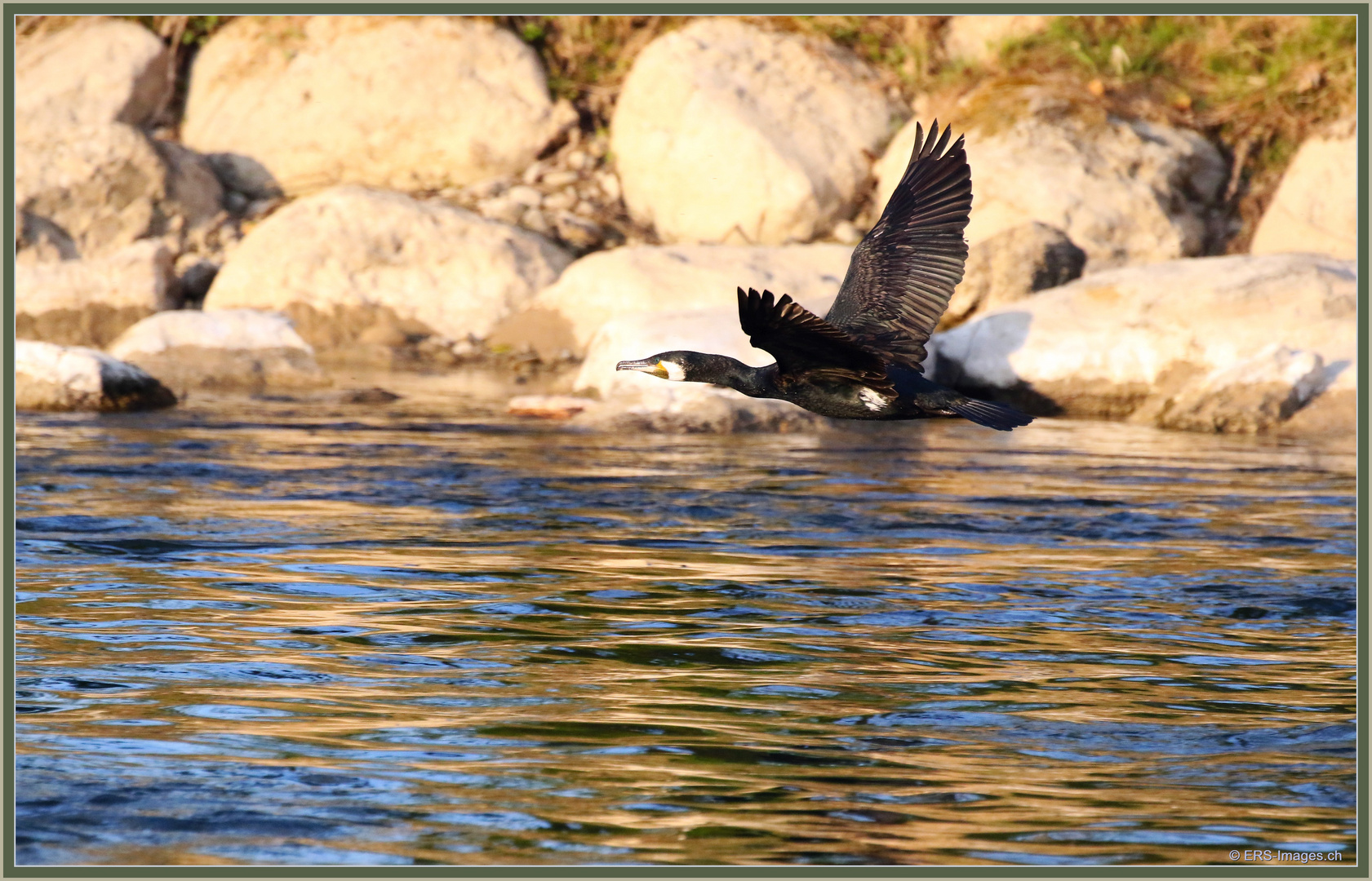 Kormoran Reussinsel 2021-04-26 286 ©