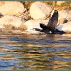 Kormoran Reussinsel 2021-04-26 286 ©