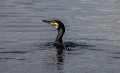 Kormoran (Rieselfelder Münster)