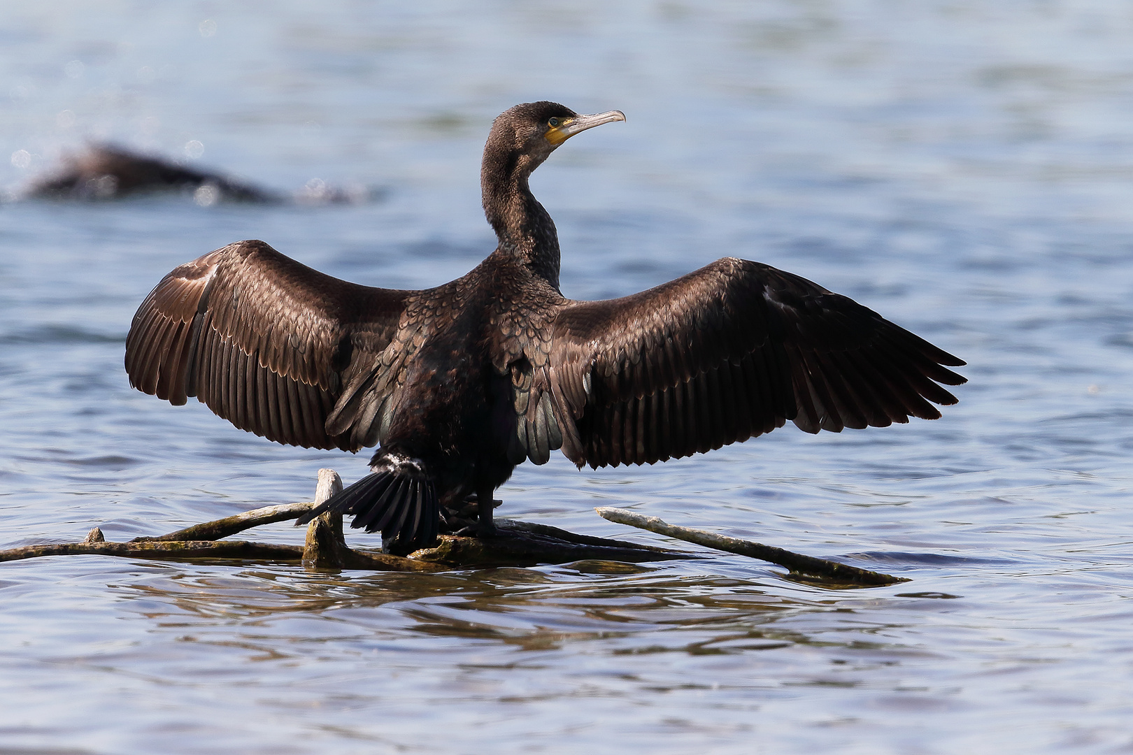 ...Kormoran-Rücken...