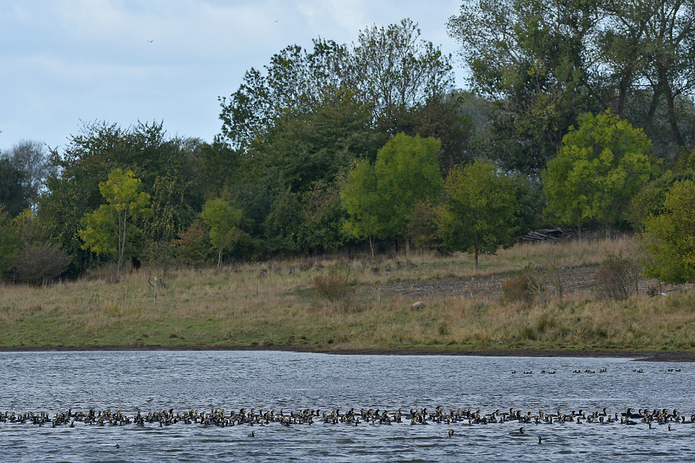 Kormoran – Ruhe nach dem (vermeintlichen) Seeadler – Sturm 01