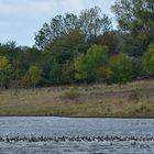 Kormoran – Ruhe nach dem (vermeintlichen) Seeadler – Sturm 01