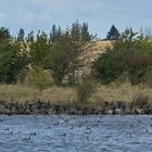 Kormoran – Ruhe nach dem (vermeintlichen) Seeadler – Sturm 02