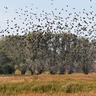 Kormoran – Schlafplatz: Nichts für müde Naturgucker 01