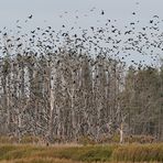 Kormoran – Schlafplatz: Nichts für müde Naturgucker 02