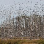 Kormoran – Schlafplatz: Nichts für müde Naturgucker 05