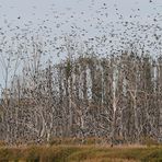 Kormoran – Schlafplatz: Nichts für müde Naturgucker 05