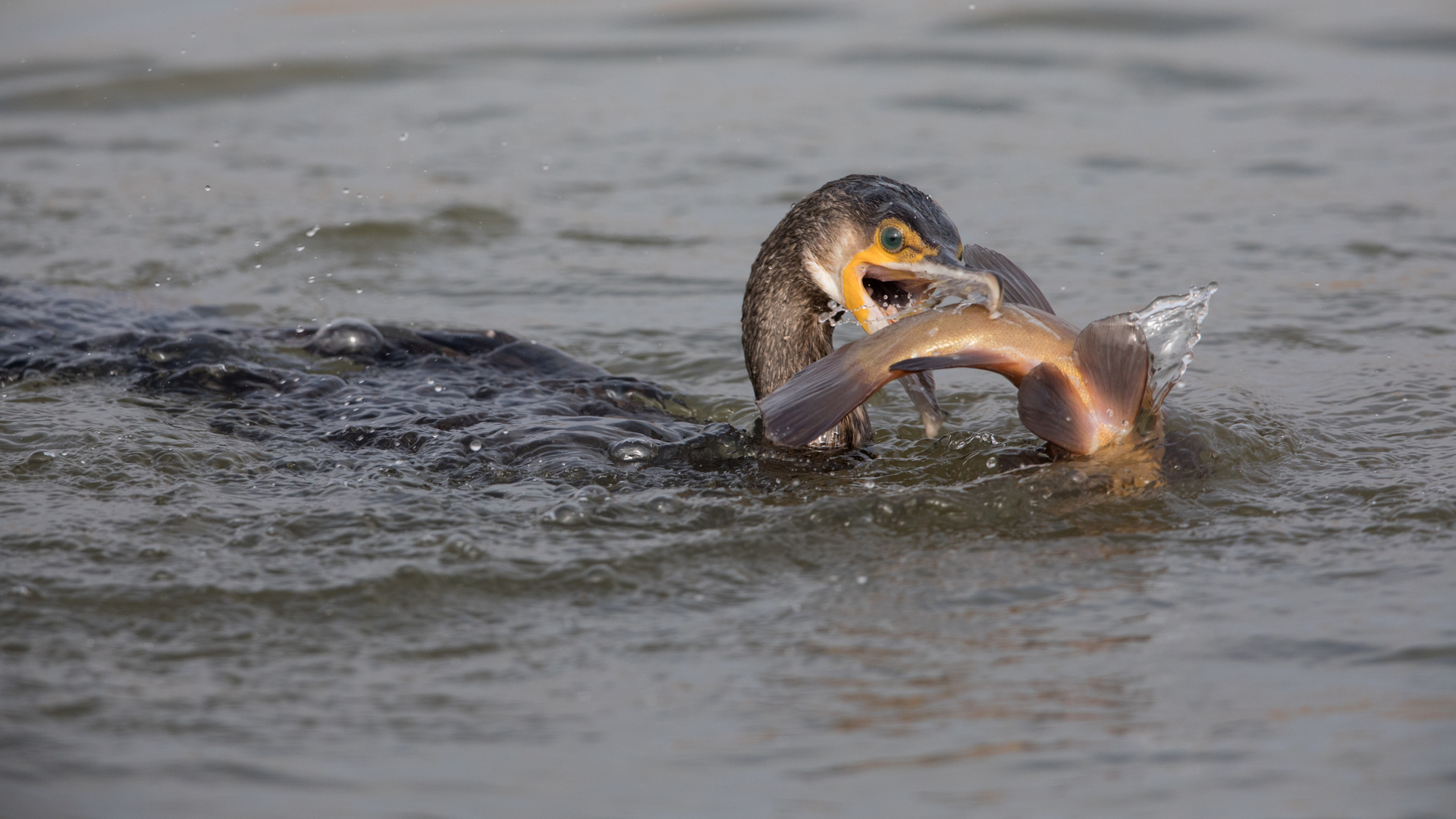 Kormoran schnappt sich eine Schleie