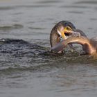 Kormoran schnappt sich eine Schleie