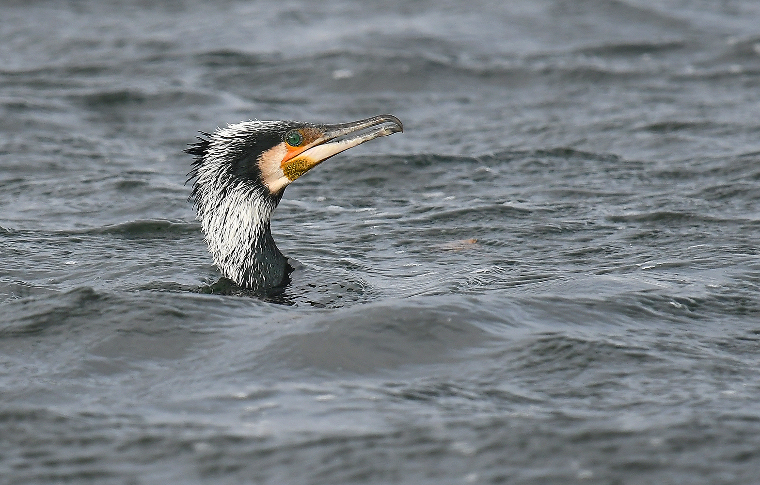 Kormoran, schnell aufgetaucht