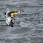 Kormoran, schnell aufgetaucht