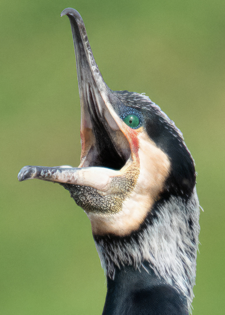 Kormoran, schrei du nur!