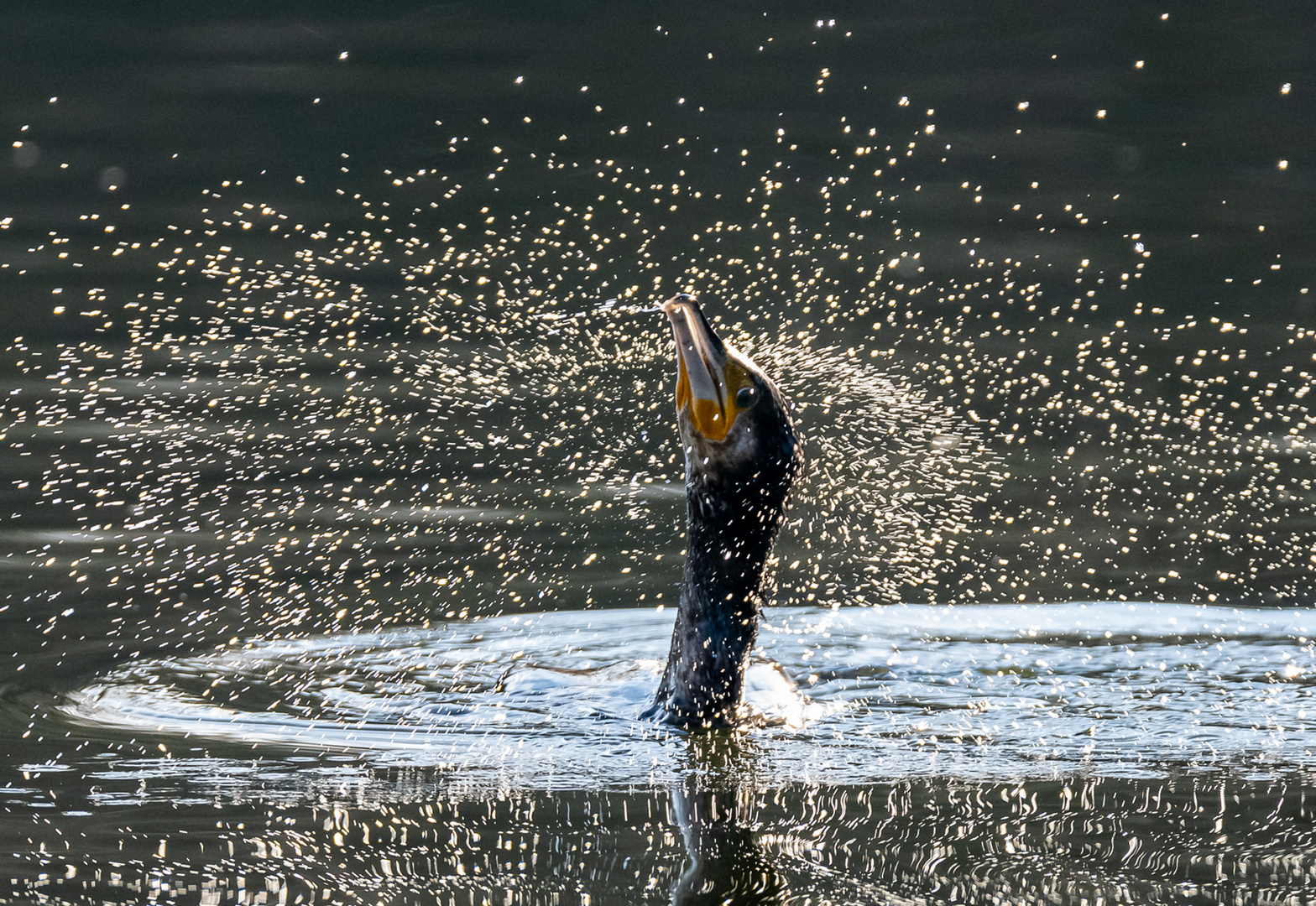 Kormoran schüttelt sich nach dem Auftauchen