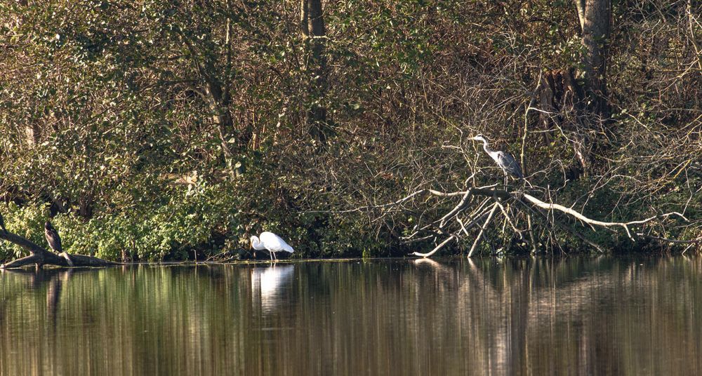 Kormoran, Silberreiher und Graureiher