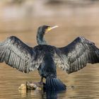 Kormoran Sonnenbad