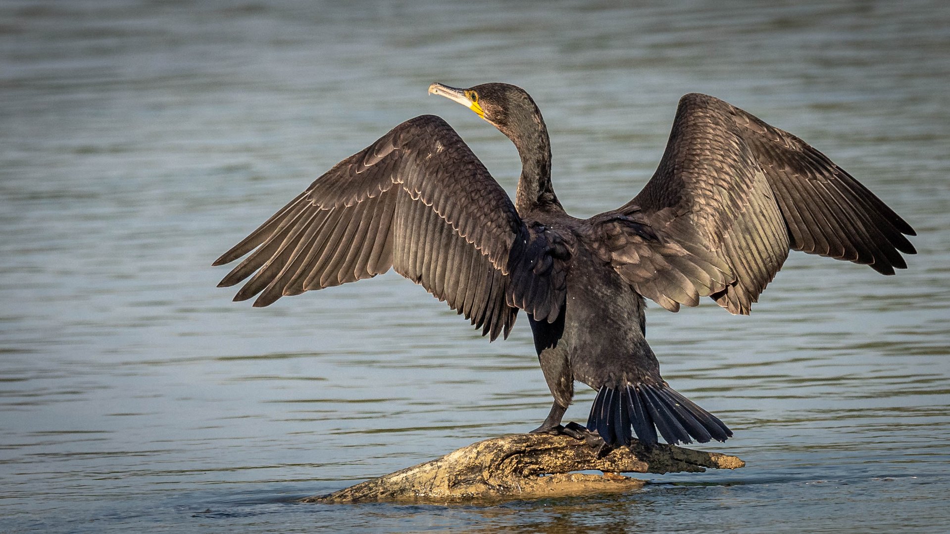 Kormoran Sonnenbad