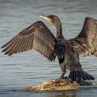 Kormoran Sonnenbad