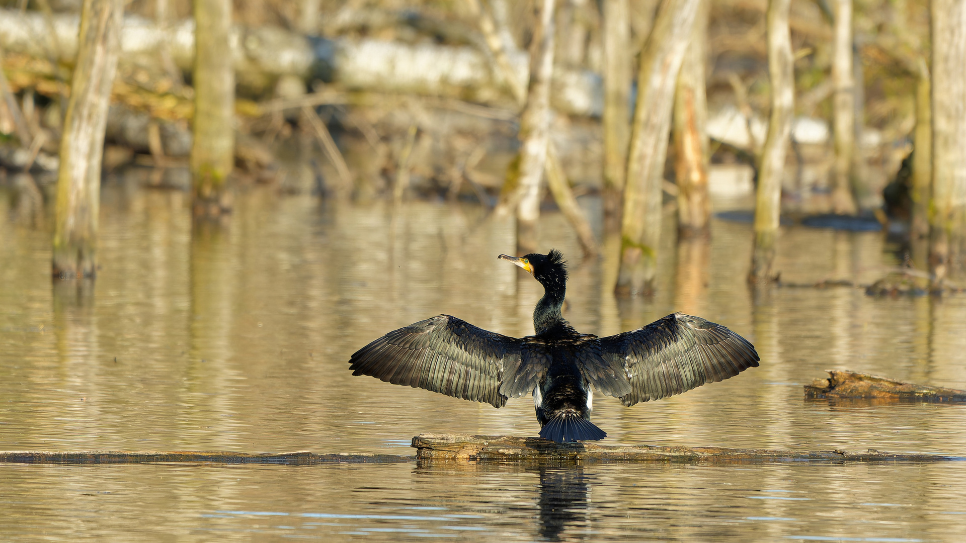 Kormoran Sonnenbad