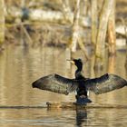 Kormoran Sonnenbad