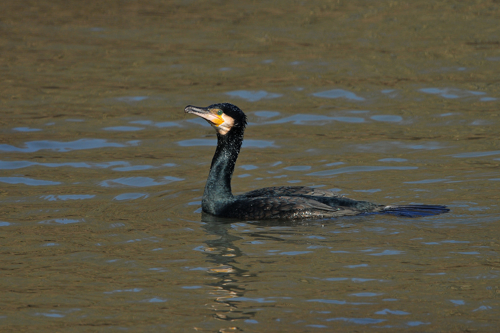 Kormoran - Sonnenbader, leider ohne Fisch