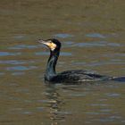 Kormoran - Sonnenbader, leider ohne Fisch