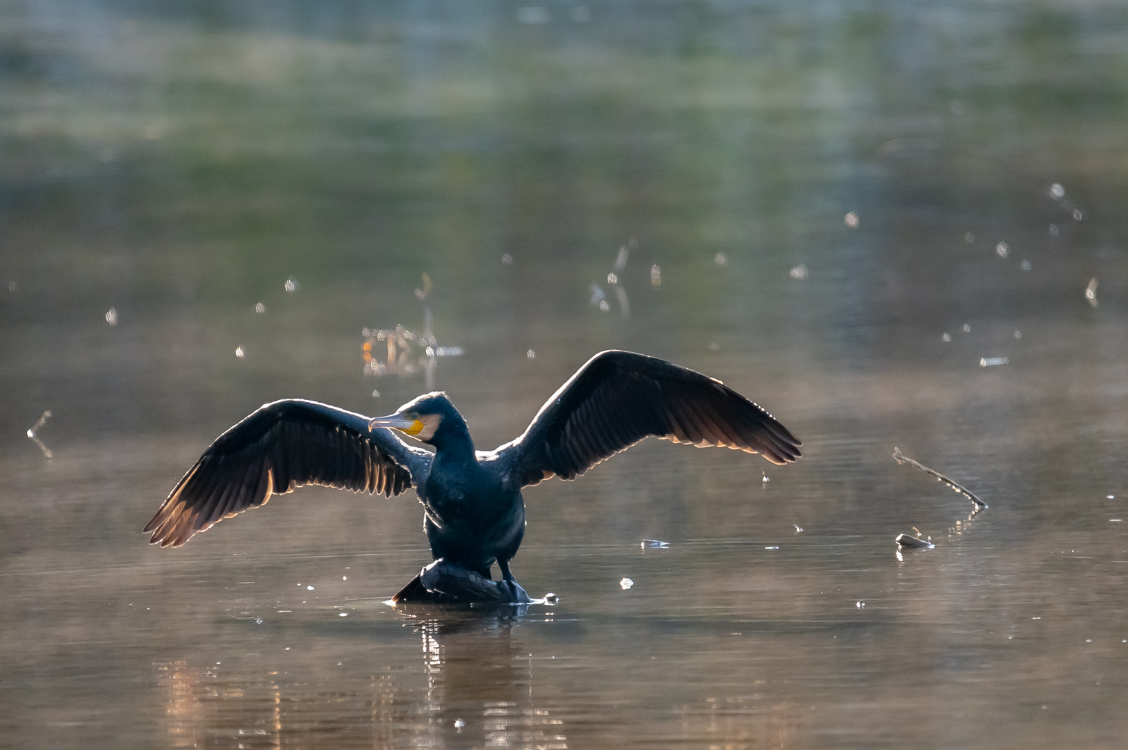 Kormoran sonnt sich im Morgennebel