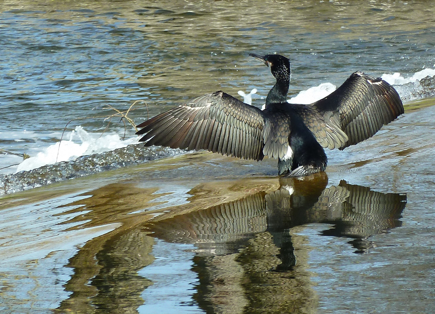 Kormoran-Spiegelung....