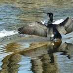 Kormoran-Spiegelung....