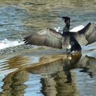 Kormoran-Spiegelung....