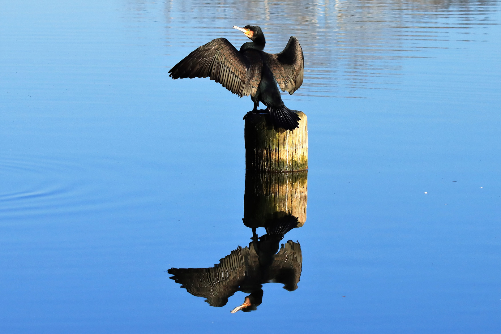 Kormoran - Spiegelung