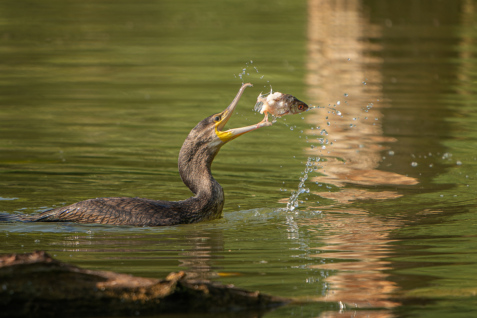 Kormoran spielt