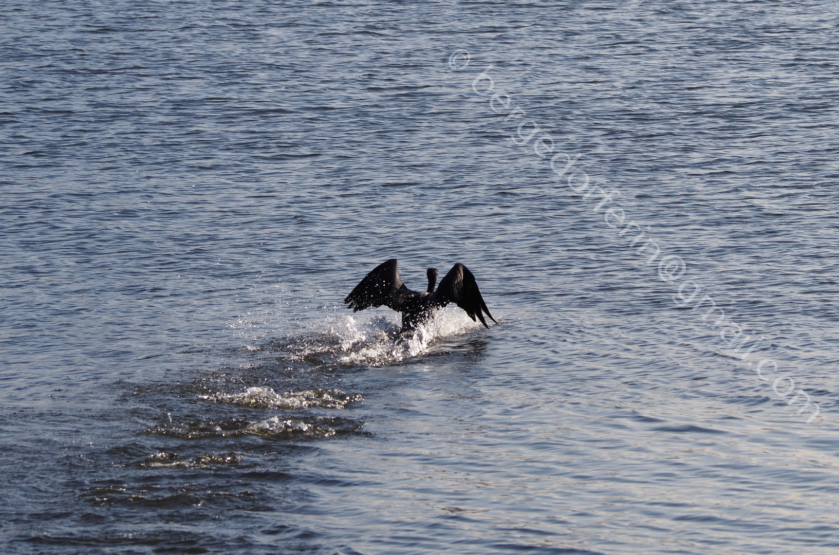 Kormoran - Start in der Elbe