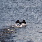 Kormoran - Start in der Elbe