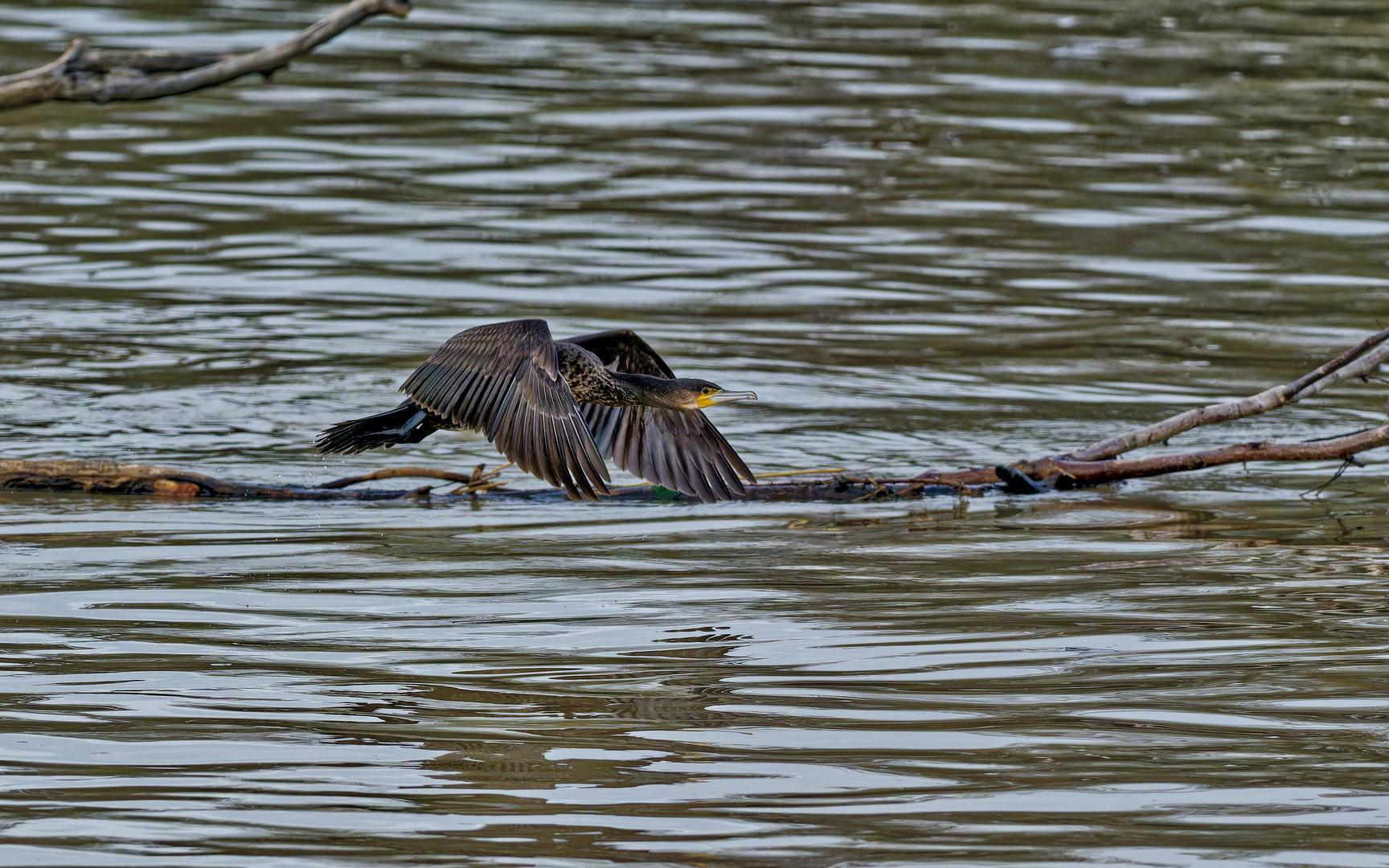 Kormoran Start-und Flugstudie