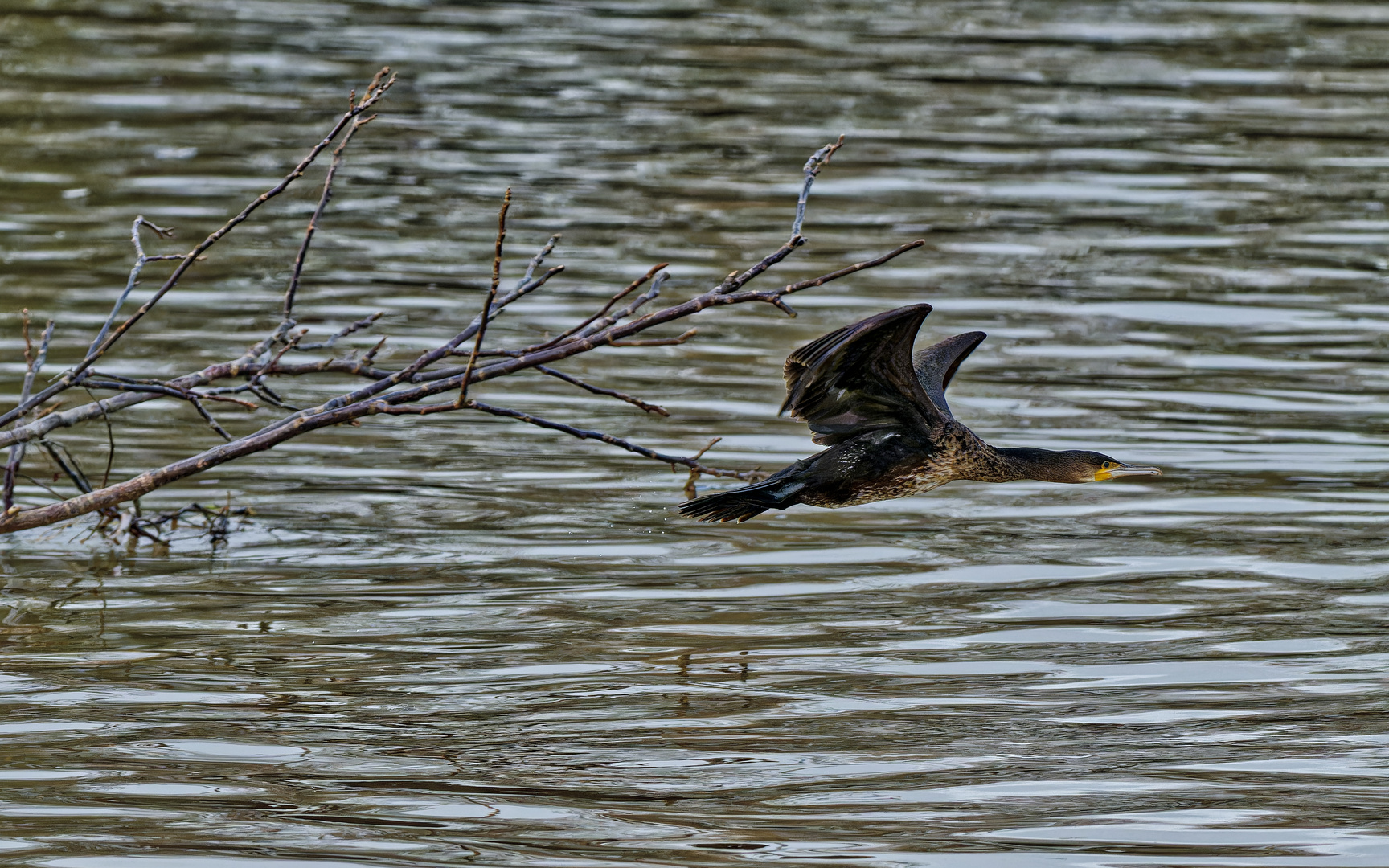 Kormoran Start-und Flugstudie