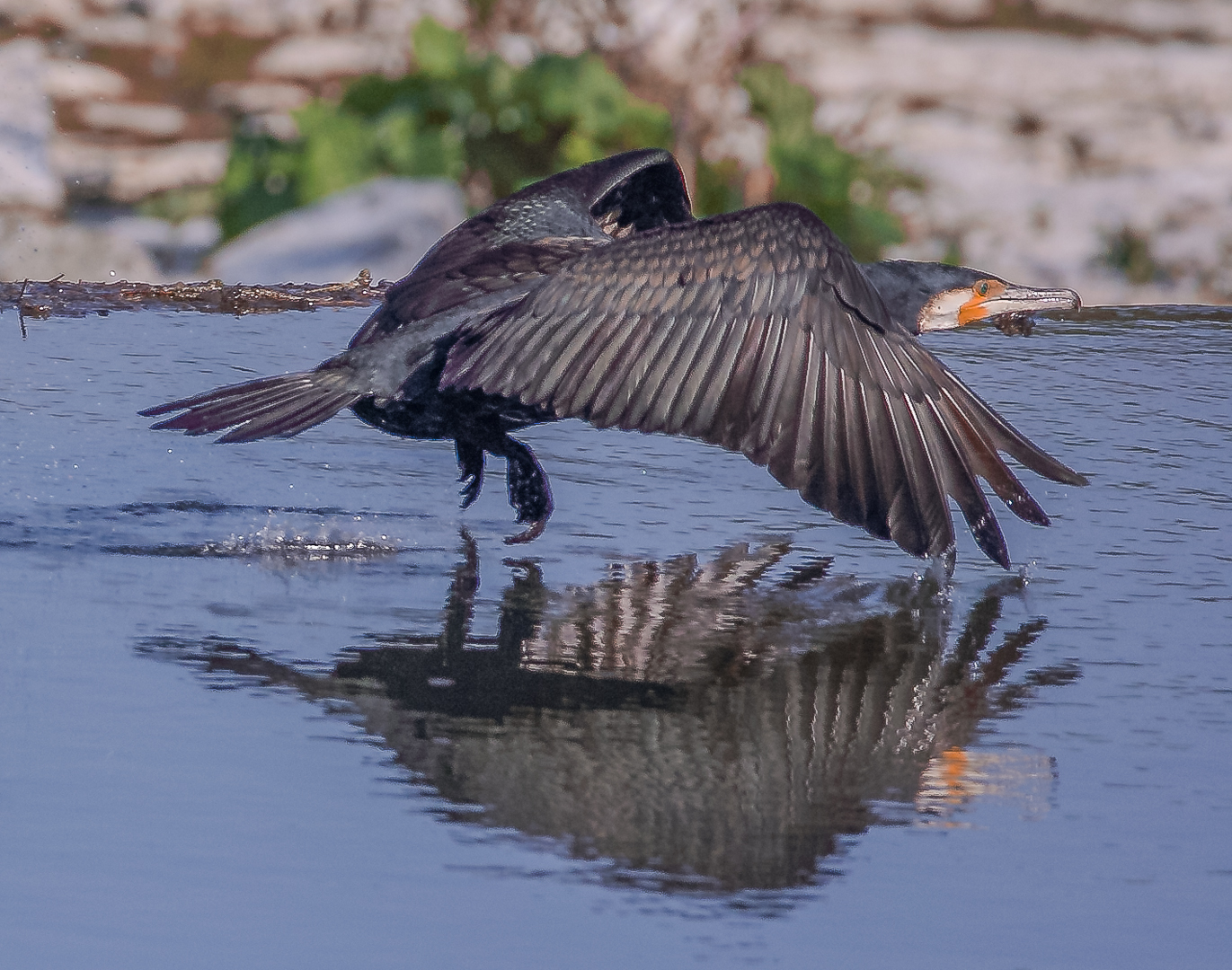 Kormoran startet