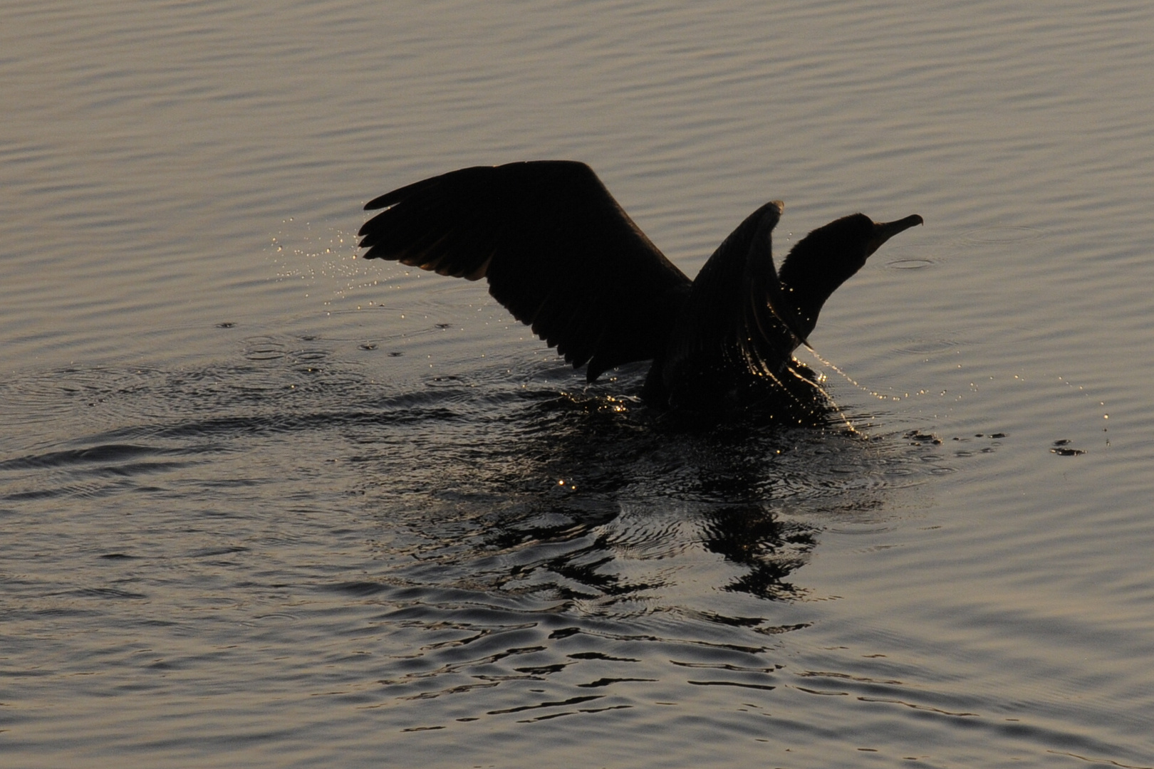 Kormoran startet im Morgenrot