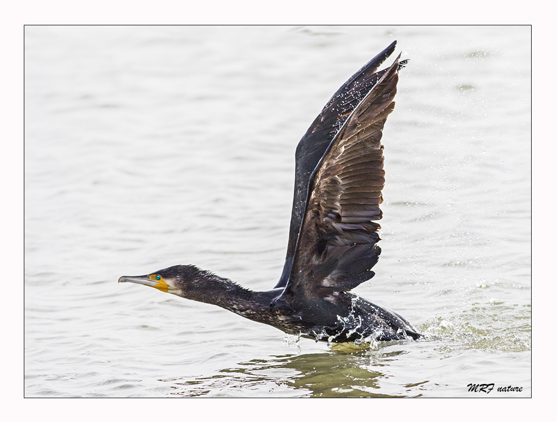 Kormoran startet zu Flug