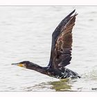 Kormoran startet zu Flug