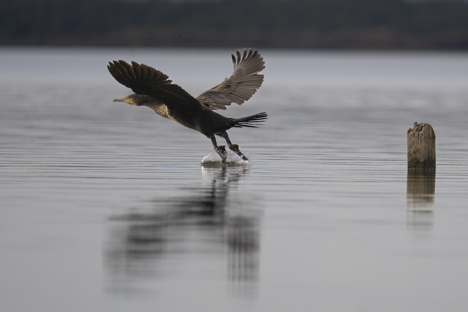 Kormoran Teil 1