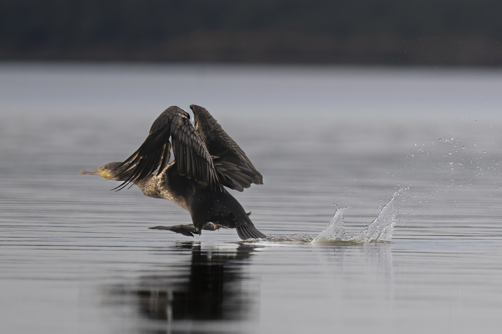 Kormoran Teil 2