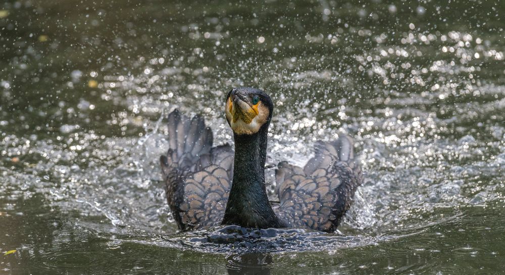 Kormoran tobt sich aus