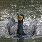 Kormoran tobt sich aus