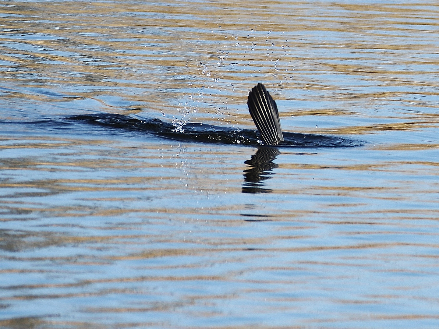 Kormoran- Trilogie/ 2  ( auf der Peene :-)