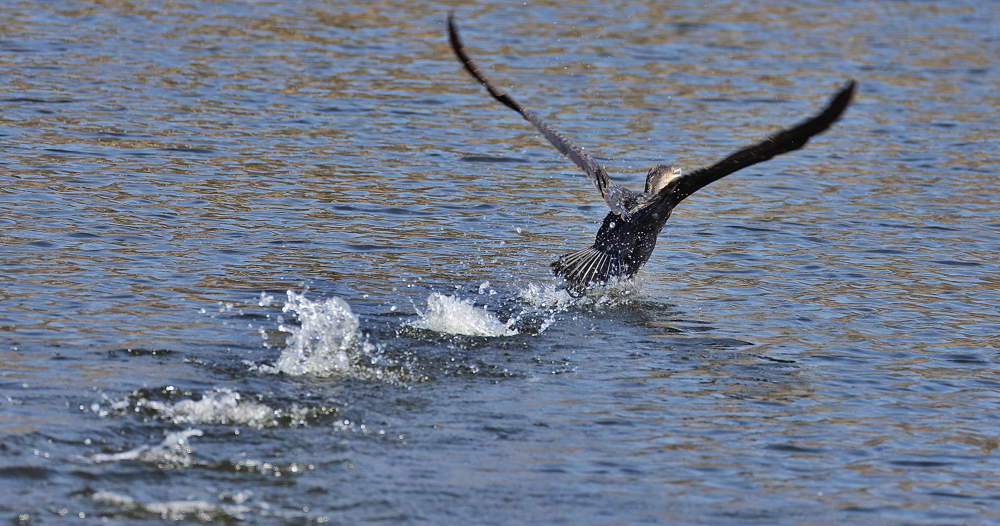 Kormoran- Trilogie/ 3 ( auf der Peene :-)