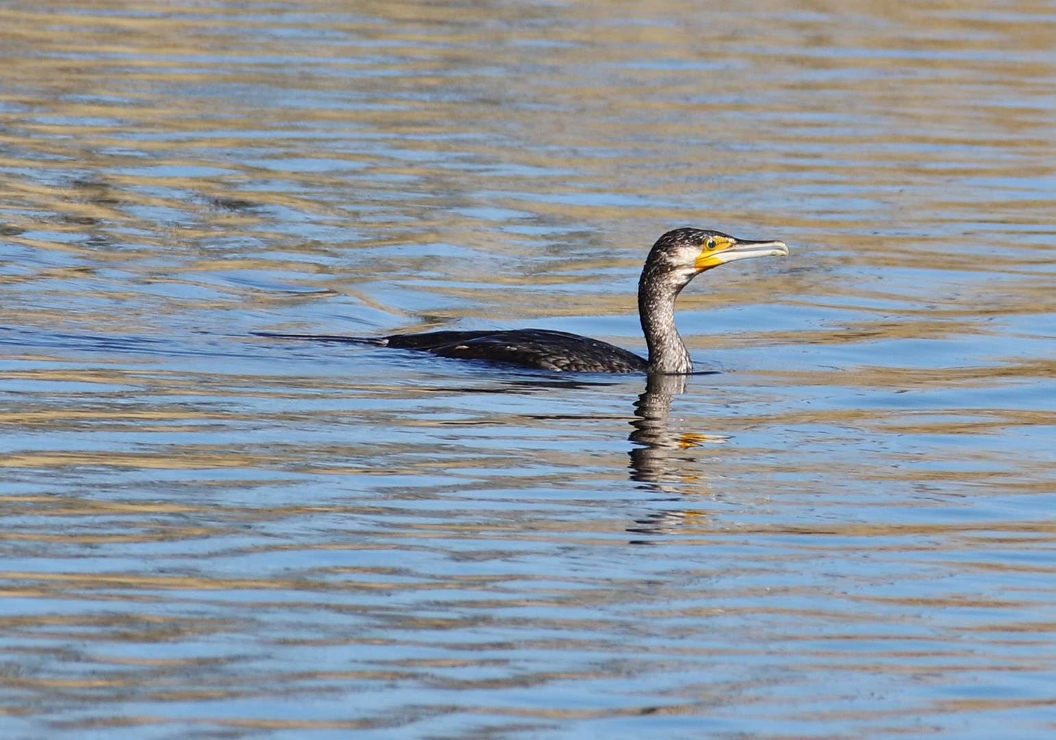 Kormoran- Trilogie ( auf der Peene :-)