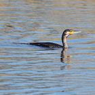 Kormoran- Trilogie ( auf der Peene :-)