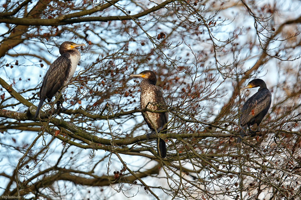 Kormoran TRIO